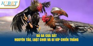 Đá Gà Cựa Sắt Kubet – Luật Chơi Và Bí Kíp Chiến Thắng